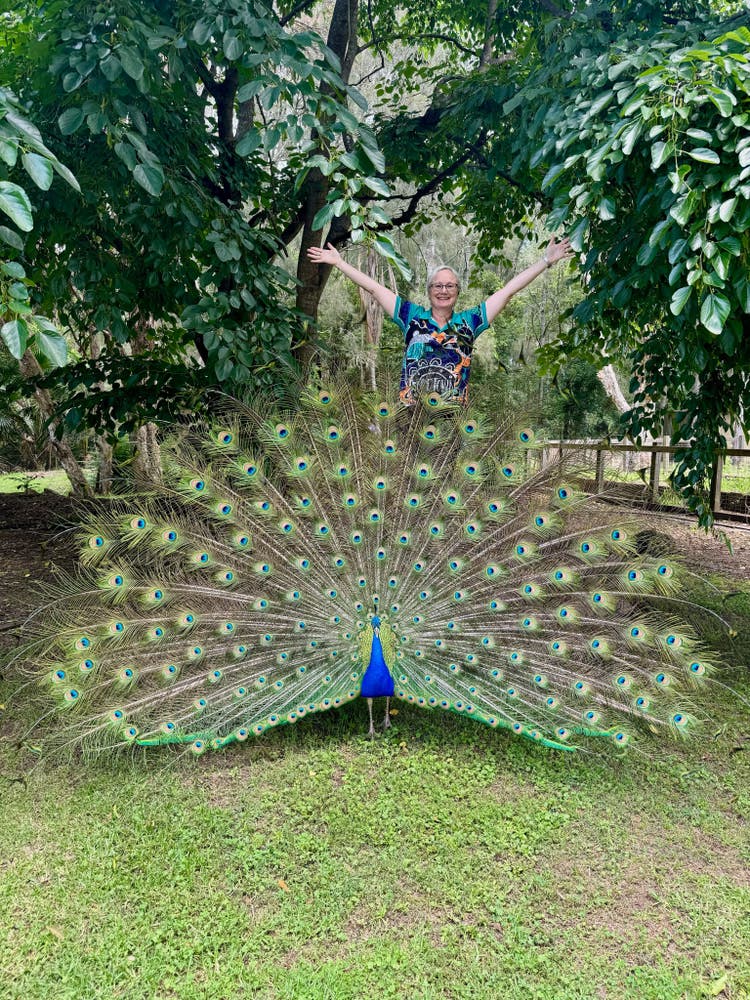 Principal standing behind the peacock that visits frequently